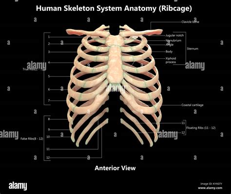 Anatomy Diagram Rib Area Human Rib Bones Labeled Stock Illustration