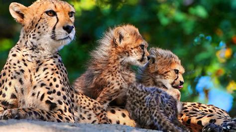 Facts About Cheetahs For Kids Fun Facts For Kids