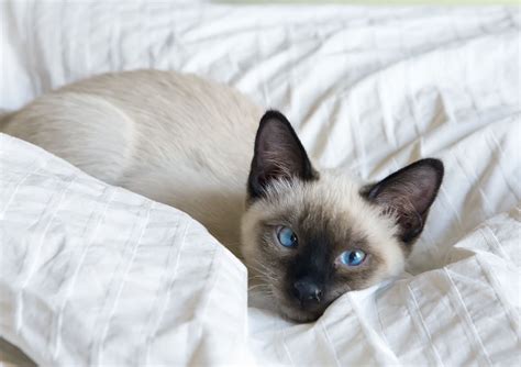 8 Cute Pictures Of Siamese Cats