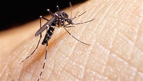 Tiger Mosquitoes All Year How To Defend Yourself