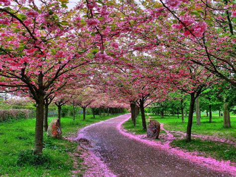 Musim bunga sakura pada 2016 bermula pada hujung bulan mac sehingga pertengahan bulan april. Keunikkan Fakta tentang Bunga Sakura Jepang - Akiba Nation