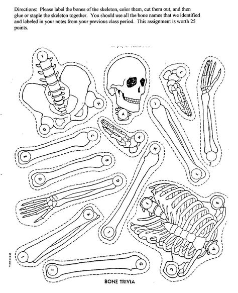 Several Printable Diagrams Printable Skeleton Parts Printable Skeleton Diagram Human Body