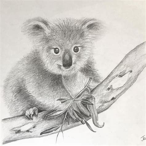 Pencil Drawings Koala Drawing Animal Sketches Koala Illustration