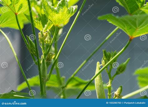Flower Buds Of Okra Stock Image Image Of Bloom Bright 183280783
