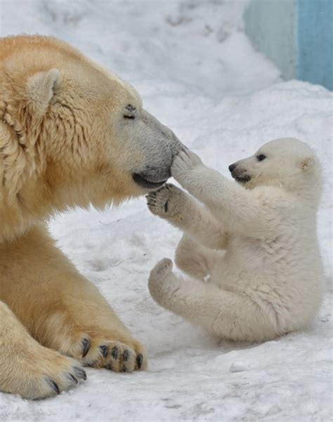 Happy Polar Bears Hardcoreaww