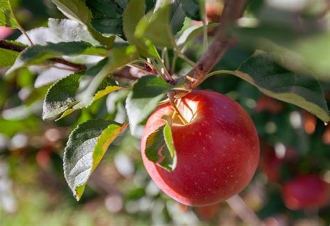 Jabolka BONITA, novo zvezdo med jabolki, dobite le v Sparu | Dnevnik