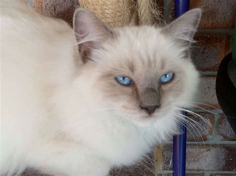 Search through thousands of ragdoll cats adverts in the usa and europe at animalssale.com. Amjance Ragdolls - Ragdoll Cat Breeder - Fraser Coast, QLD