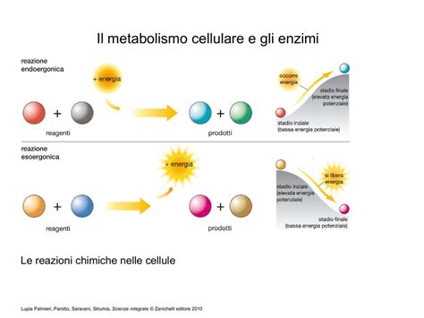 L Atp Il Metabolismo Cellulare E Gli Enzimi Plays Quizizz