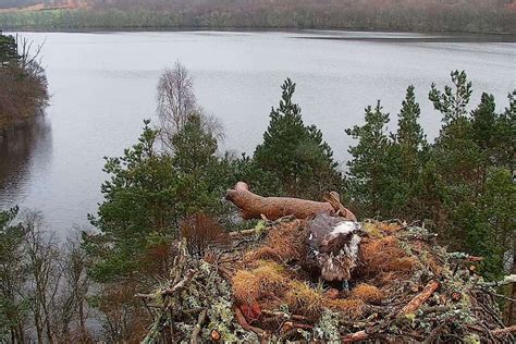 Osprey Lays First Egg Of Season At Nature Reserve