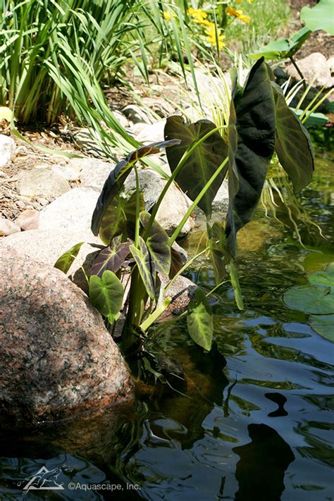 Maybe you would like to learn more about one of these? 10 Invasive Pond Plants You Need to Know