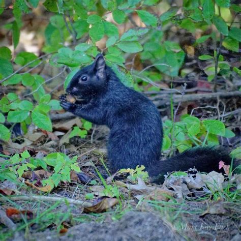 Black Squirrel An Amazing Result Of Genetic Mutation Learn About Nature
