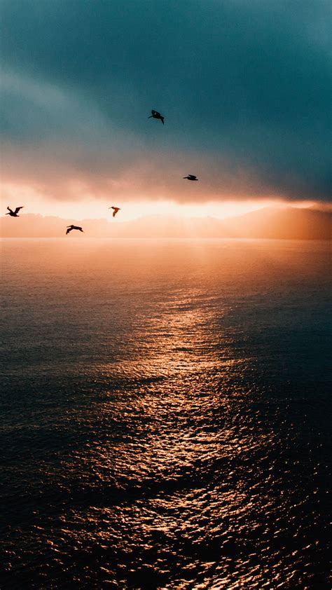 Birds Flying Wallpaper Sunset