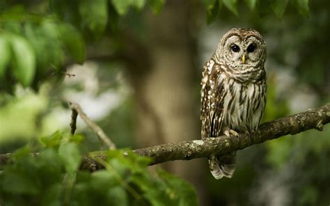Forest Owl Bird Wallpaper 2560x1600 13040