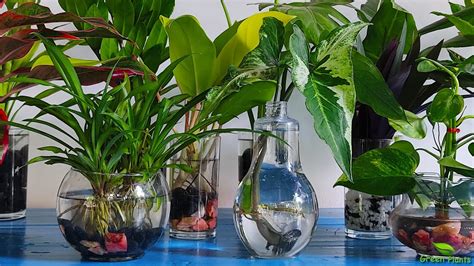 Amazing Indoor Plants That Grow Only In Water Without Much