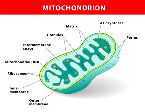 Who Is Actually Credited To Having Discovered The Mitochondria