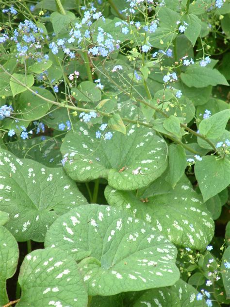 Brunnera Macrophylla Langtrees The Beth Chatto Gardens