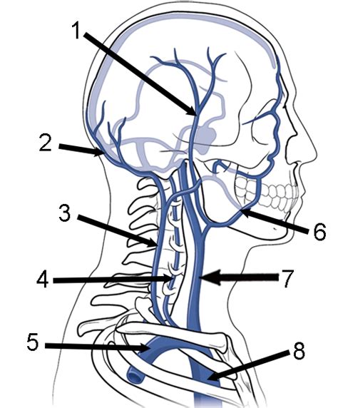 Quiz Veins Of The Head And Neck