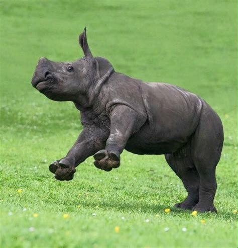 Very Precious Baby Rhino Animal Pictures Animals Beautiful