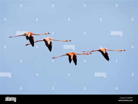 Flamingos Flying In Sky Stock Photo Alamy