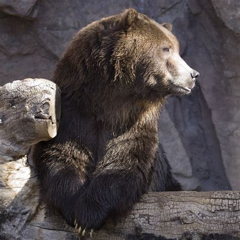Denver Zoo Loses Grizzly Bear Kootenai Denver Zoo