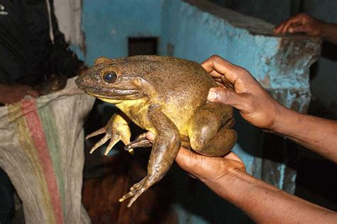 Worlds Largest Frog Builds Its Own Ponds Using Heavy Rocks New Scientist