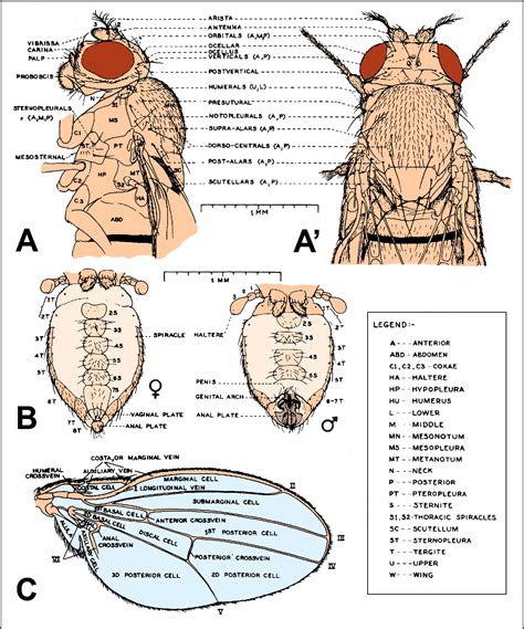 Figure 8 From A Rough Guide To Drosophila Mating Semantic Scholar