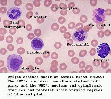 Blood Smear Under Microscope Labeled Antonaddburnett