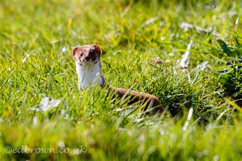 Weasel Photos Mustela Nivalis