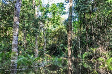 Flooded Trees In The Amazon Rainforest Manaos Brazil Stock Image