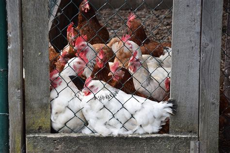 Maybe you would like to learn more about one of these? Panduan Cara Ternak Ayam Petelur