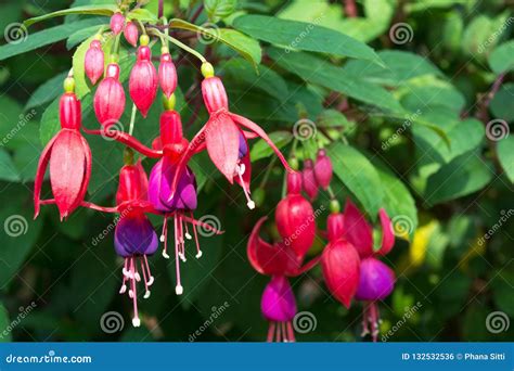Fuchsia Flowers In The Garden Stock Photo Image Of Botany Magenta