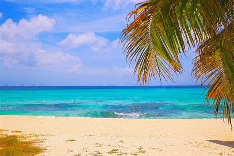 Idyllic Tropical Turquoise Beach With Palm Tree Barbados Sunny Blue