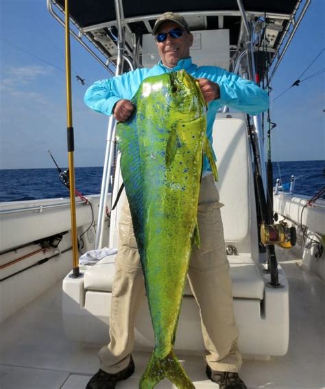 Collection 98 Wallpaper Picture Of A Mahi Mahi Full Hd 2k 4k 102023