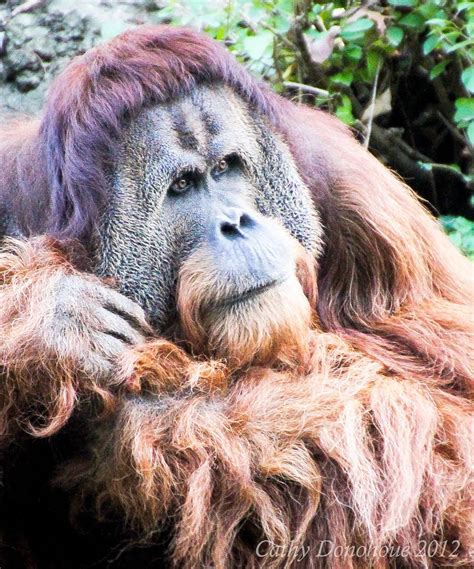 On the other side of the river flowing beside that jungle, there were fields having ripe sugar canes. There's no moral difference between the animals, birds ...