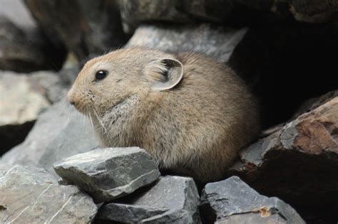 Elusive Pika Spotted For First Time In Two Decades Tgnr