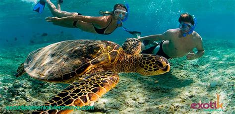 La experiencia única de nadar con tortugas en la Riviera Maya Las