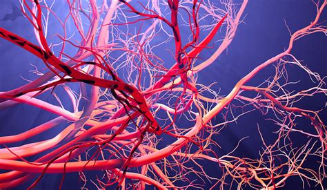 Yale Ids Test To Detect Blood Vessel Injury Predict Survival In Covid 19