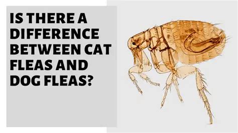 Is There A Difference Between Cat Fleas And Dog Fleas