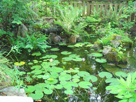 Water Gardeners Use Native Plants To Create A Healthy Garden Pond