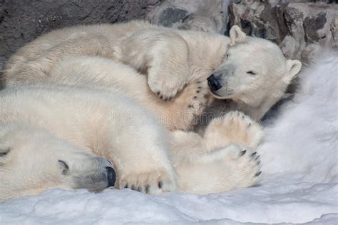 Two Polar Bears Sleeping On White Snow Stock Image Image Of Outdoors
