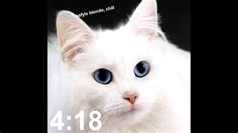 Every Cat Ever At 420 Dank Meme Youtube