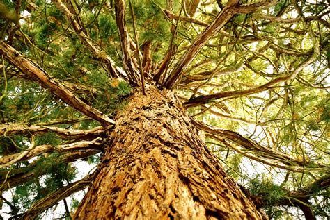Old Cypress Tree Free Photo Download Freeimages