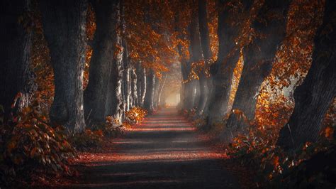 Pathway Wallpaper 4k Forest Autumn Leaves Trees