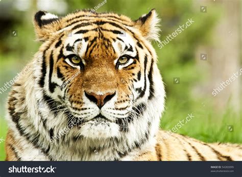 Rare Endangered Siberian Tiger Resting Stock Photo 54283099 Shutterstock