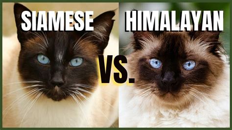 Siamese Cat Vs Himalayan Cat Youtube