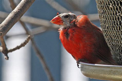 Molting Male Cardinal © Thank You Flickr Land Especially Flickr