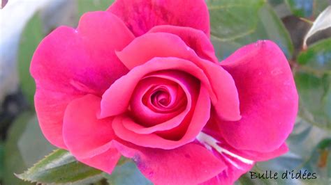 Rose De Mon Jardin Jardins