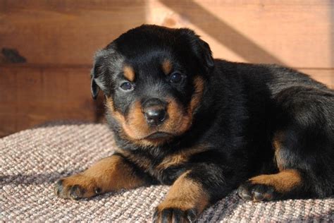 Look at pictures of corgi puppies in colorado who need a home. Rottweiler Puppies For Sale | Colorado Springs, CO #267039