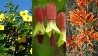 Flores Nativas Conheça 12 Espécies e Porque Cultiva las