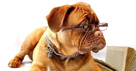 Top 21 Smartest Dog Breeds Most Intelligent Dogs Pet News And